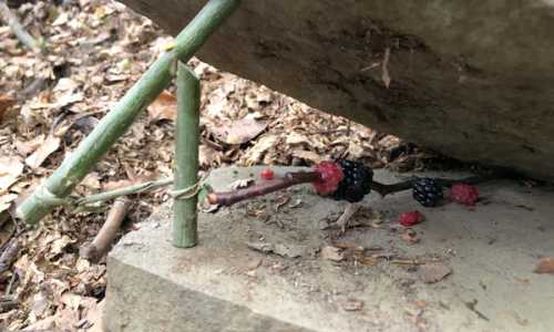 Fallen bauen